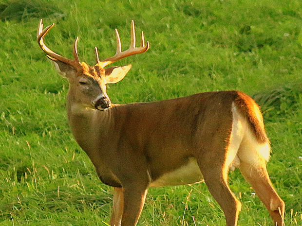 Before the big buck walks in